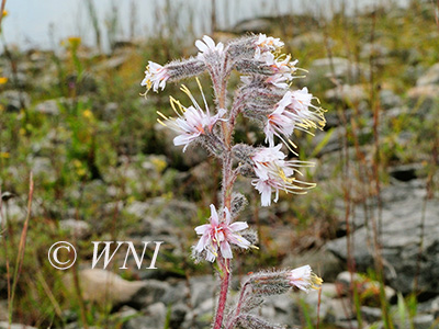 Glaucous Rattlesnakeroot (Nabalus racemosus)